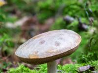 Graubrauner Pilz mit dunkler Hutunterseite
